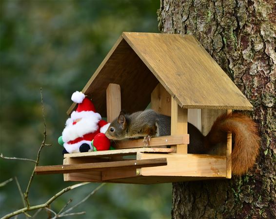 De kerstman en de eekhoorn - Pelt