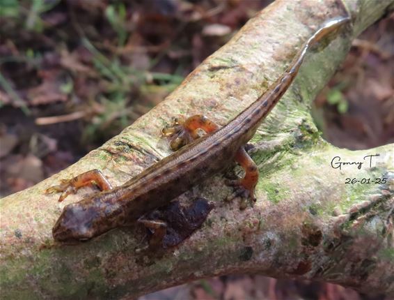 De kleine watersalamander - Bocholt