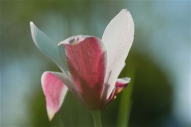 De kleuren van de lente - Beringen & Leopoldsburg