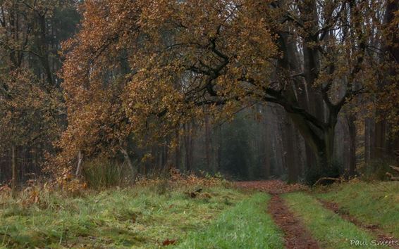 De kleuren van het Hobos - Pelt