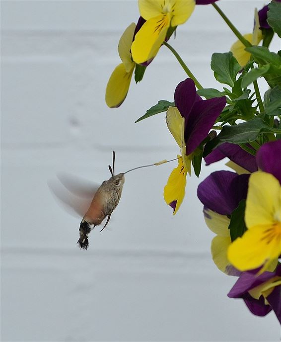 De kolibrievlinder is er al - Neerpelt