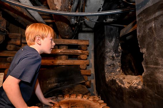 De krokuskriebels van het Mijnmuseum zijn er weer - Beringen