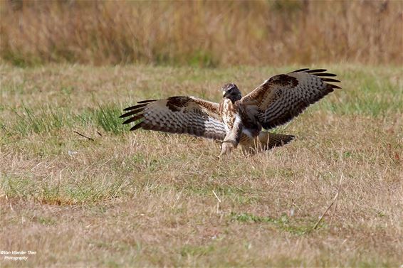 De landing van een buizerd - Hamont-Achel