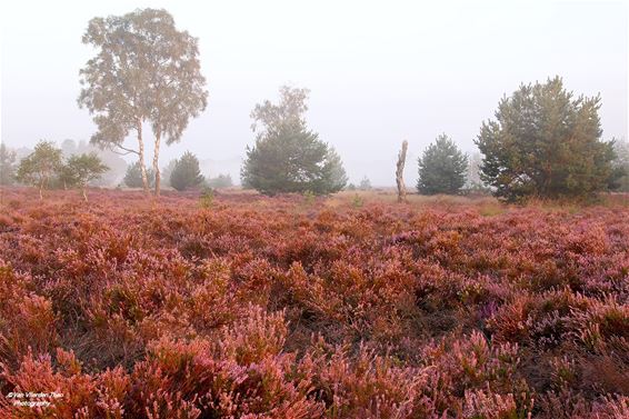 De Leenderheide in volle bloei - Hamont-Achel