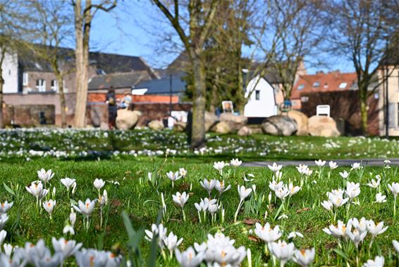 Bree - De lente doet alsof ze al in Bree is
