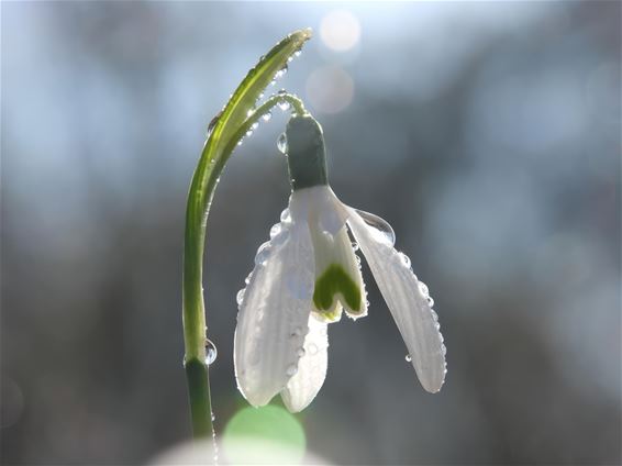 De lente komt stilaan in zicht! - Lommel