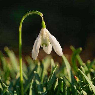 De lente start mooi - Beringen & Leopoldsburg