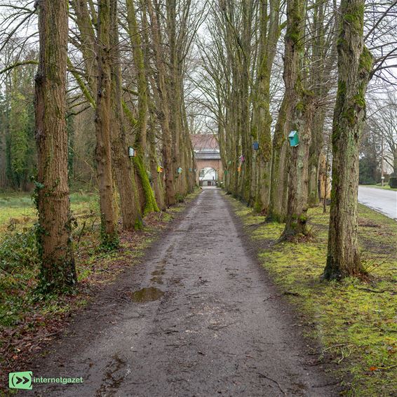 De lindendreef naar de pastorie van Reppel - Bocholt