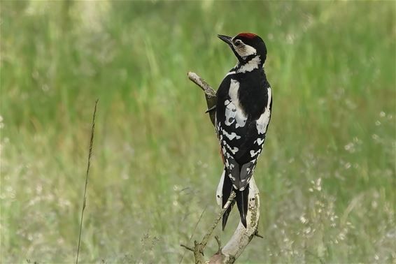 Een jonge Grote Bonte Specht - Pelt