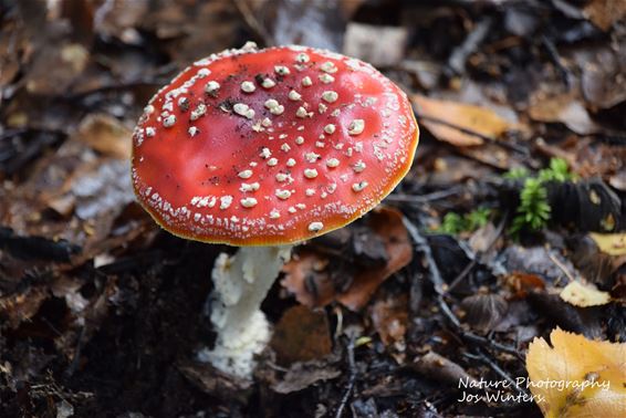 De paddenstoel der paddenstoelen op Resterheide - Hechtel-Eksel