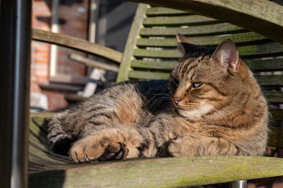 Hamont-Achel - De poes bleef lekker zitten!