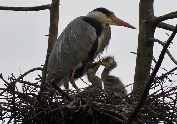 De reiger heeft kleintjes - Lommel