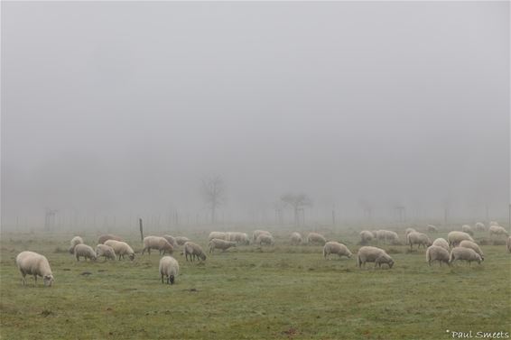 Pelt - De schapen van Kerstmis