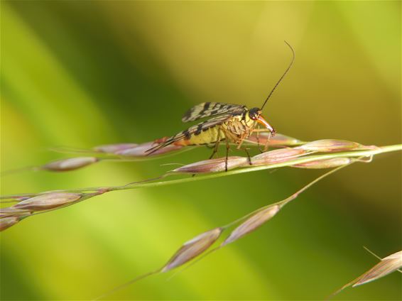 De schorpioenvlieg, een merkwaardig insect - Lommel