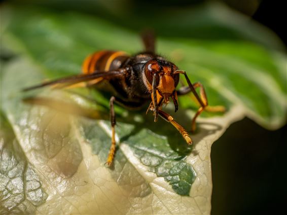 De strijd tegen de Aziatische hoornaar - Hechtel-Eksel