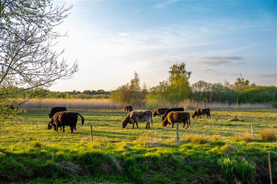 De taak van de Galloway's - Pelt