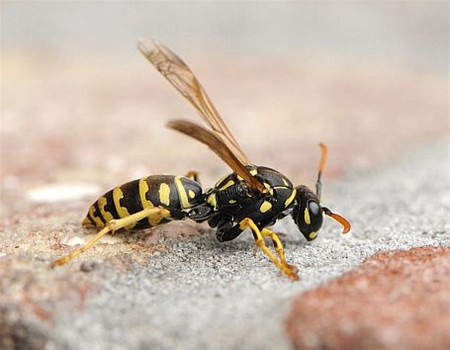 De wespen weten het ook niet meer - Overpelt