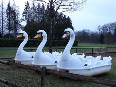 De Zwaan in Lommel - Lommel