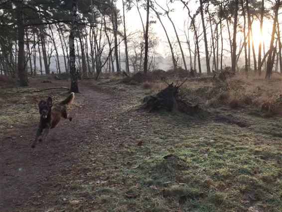 Derde hondenlosloopzone in Kattenbos - Lommel