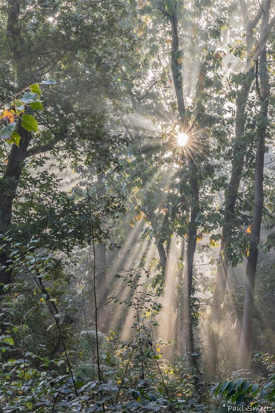 Deze ochtend, in het Hobos - Pelt