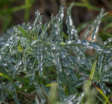 Diamonds are forever - Pelt