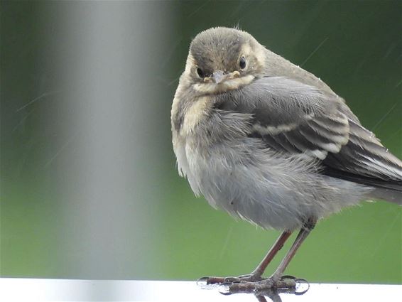 Die ochtend, in de tuin bij Mario... - Lommel