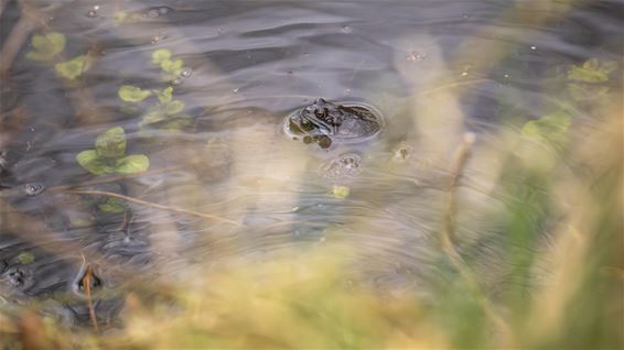 Dieren in de lente - Lommel