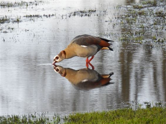 Dieren in de Wetering - Lommel