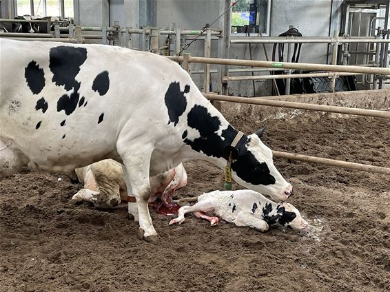 Dierenweken in Helibel Lille - Pelt