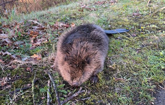 Dode bever aangetroffen langs kanaal in Pelt - Pelt