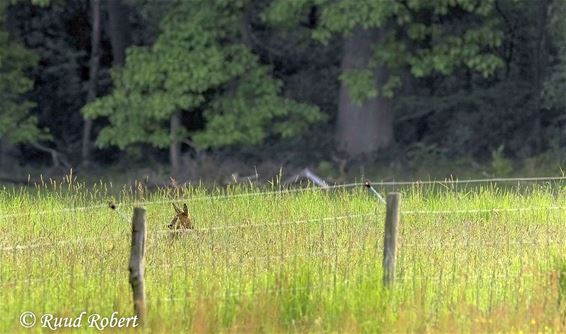 Dode reekalfjes aangetroffen - Lommel