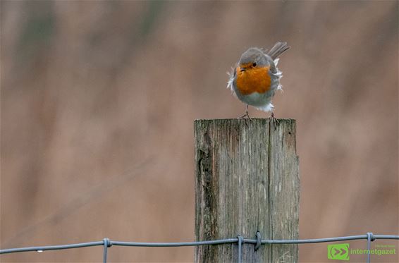 Door weer en wind... - Pelt