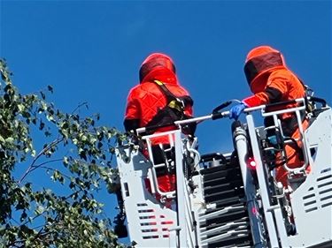 Drie nesten van Aziatische hoornaar vernietigd - Lommel & Pelt