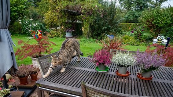 Droppie heeft geen oog voor de herfstkleuren - Hamont-Achel