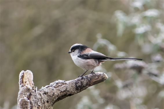 Een 'Aegithalos caudatus' in de Schansstraat - Pelt