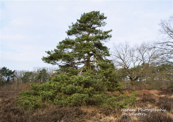 Een alleenstaande grove den - Peer