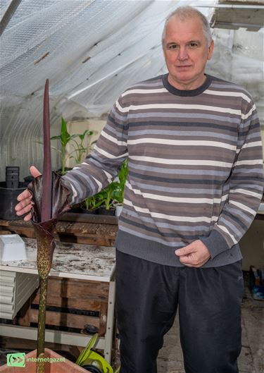 Een Amorphophallus in de Molenstraat - Pelt