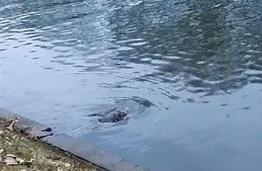 Een bever in het kanaal - Pelt