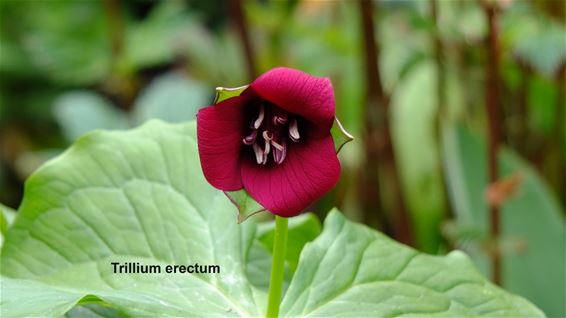 Een bijzondere bloem: Trillium Erectum - Lommel