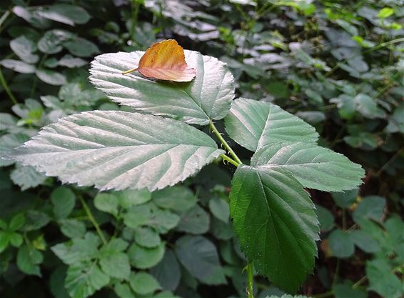 Een blad draagt een blad - Peer