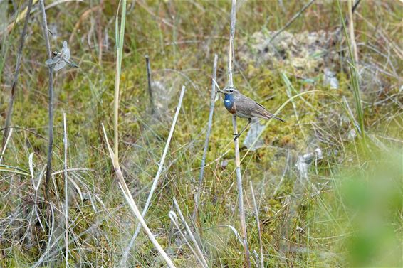 Een blauwborst en twee libellen - Pelt