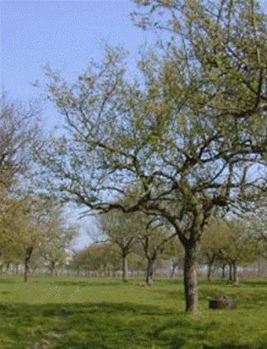 Eén boom en een halve meter haag per inwoner - Tongeren