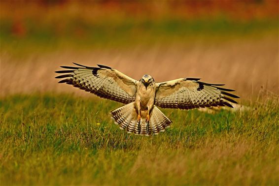 Een buizerd op het Hobos - Pelt