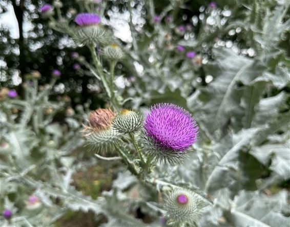 Een distel zonder vink - Pelt