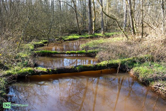 Een elzenbroekbos in Oudsbergen - Oudsbergen