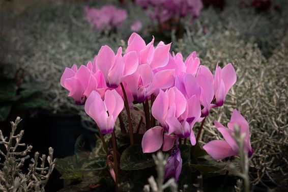 Een fleurig moment in de tuin - Hamont-Achel