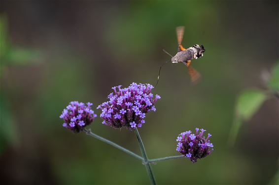 Hamont-Achel - Een flitsend bezoeker in de tuin