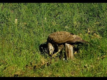 Een foeragerende buizerd - Pelt