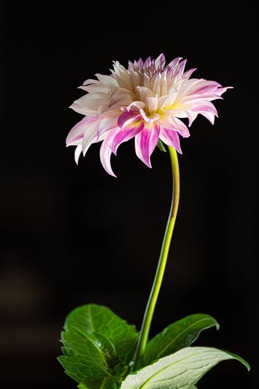 Een gewone dahlia, een bijzondere foto - Hamont-Achel