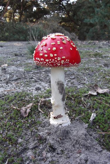 Een goed paddenstoelenjaar - Neerpelt